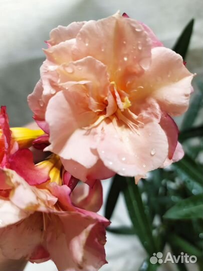 Олеандр Apricot Queen, Лимон Вариегатный