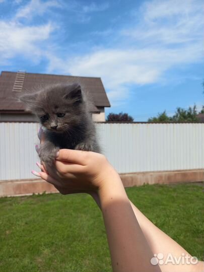 Котята