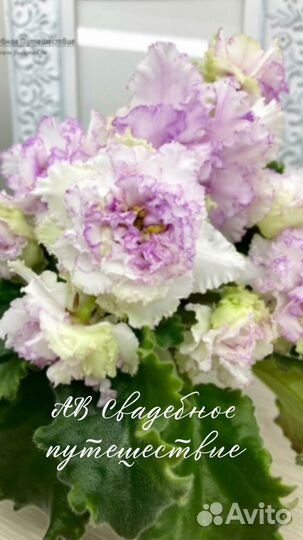 Сортовые фиалки