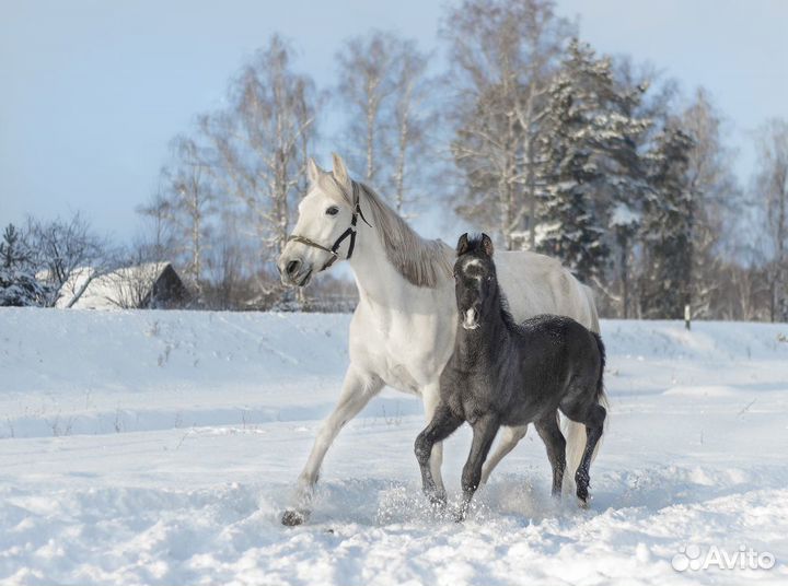 Однодневный конный поход по лесу в Лаишево