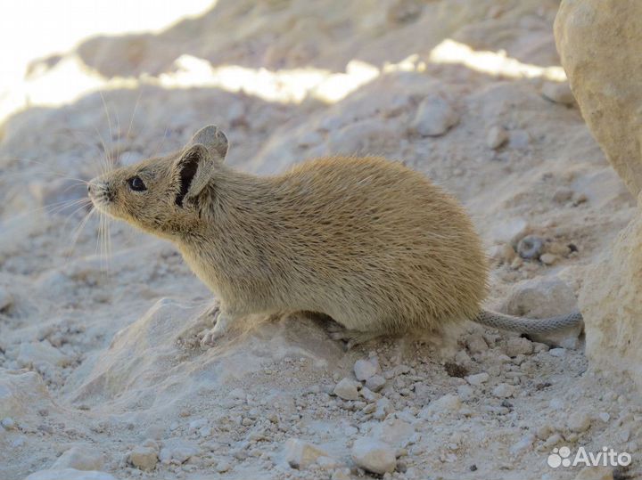 Мышь иглистая