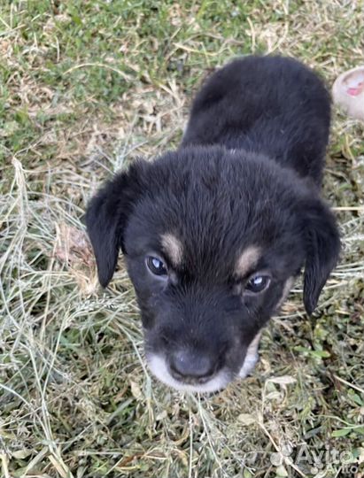 Щенок в добрые руки