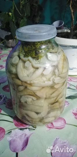 Грибы белянки(не скрипуны)
