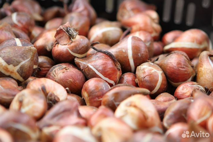 Луковицы тюльпанов оптом 12+ и 14+ для выгонки