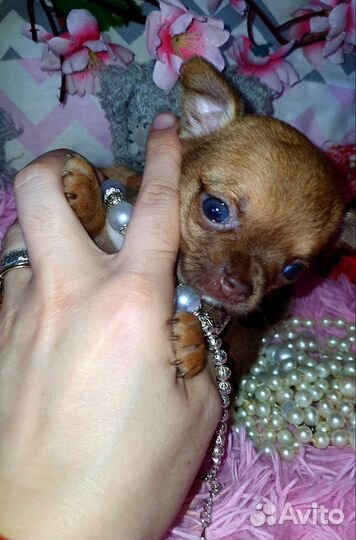 Нежная минюшечка куколка чихуахуа,доставка