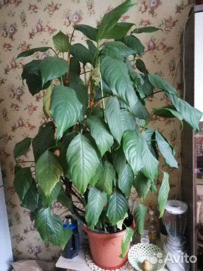 Аглаонема скромная