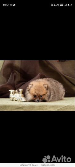 Померанский шпиц тип мишка мини