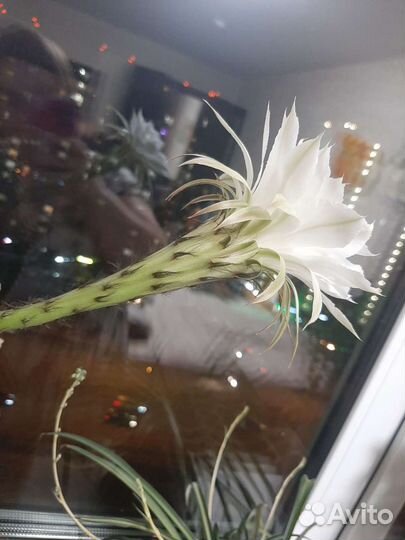 Отдам деток кактуса