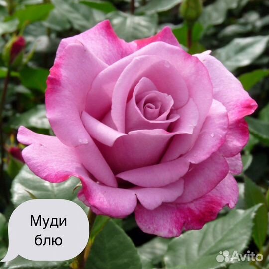 Саженцы роз