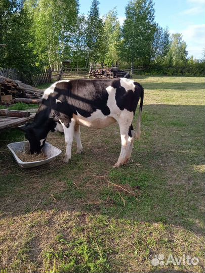 Нетель стельная