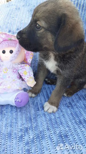 Щенки. Малыши ищут своих мам и пап. Астрахань