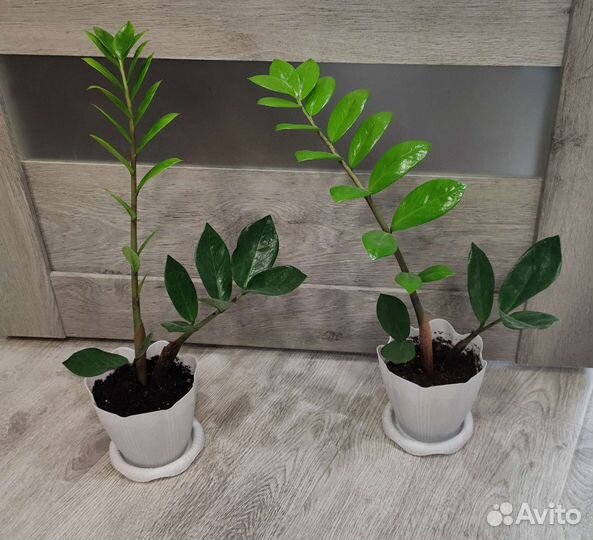 Замиокулькас