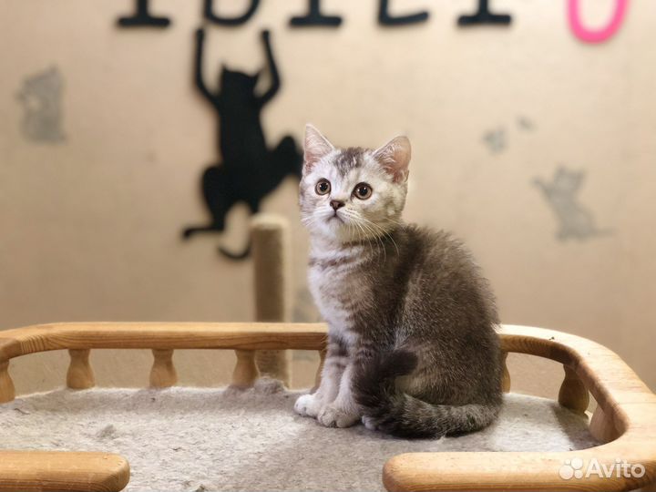 Шотландец -красавчик