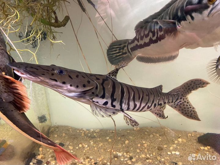 Псевдоплатистома