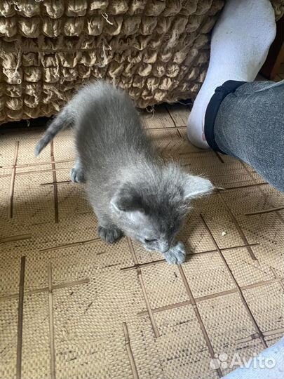 Отдам в добрые руки котят