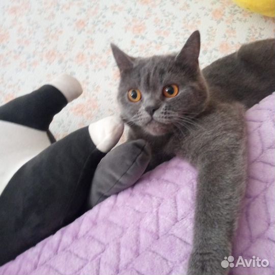 Британская