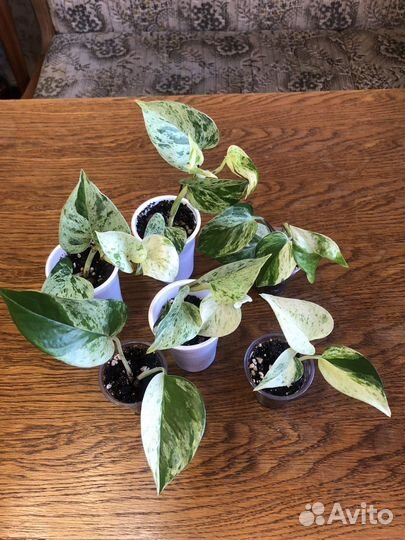 Филодендроны, сциндапсусы, монстера, золотой ус