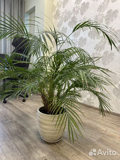 Продам пальму