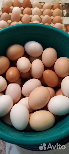 Домашние куриные и утиные яйца