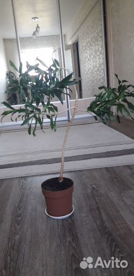Комнатные цветы пальма