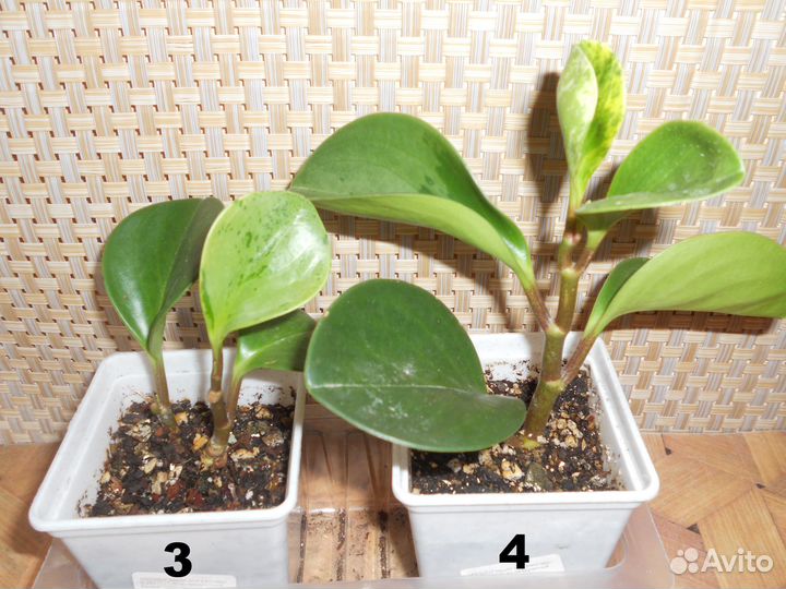 Пеперомия вариегатная, укорененные черенки