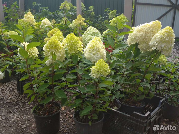 Гортензия метельчатая