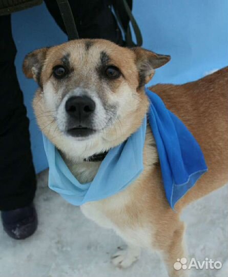 Домашняя собака выживает в приюте