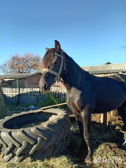 Конь, жеребец