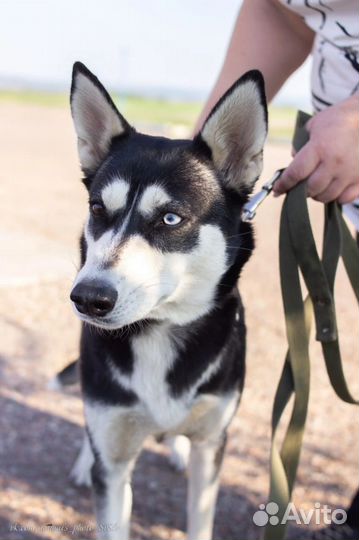 Сибирский хаски помесь