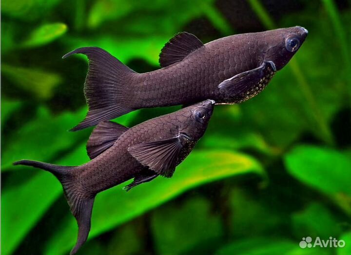 Аквариумные рыбки оптом