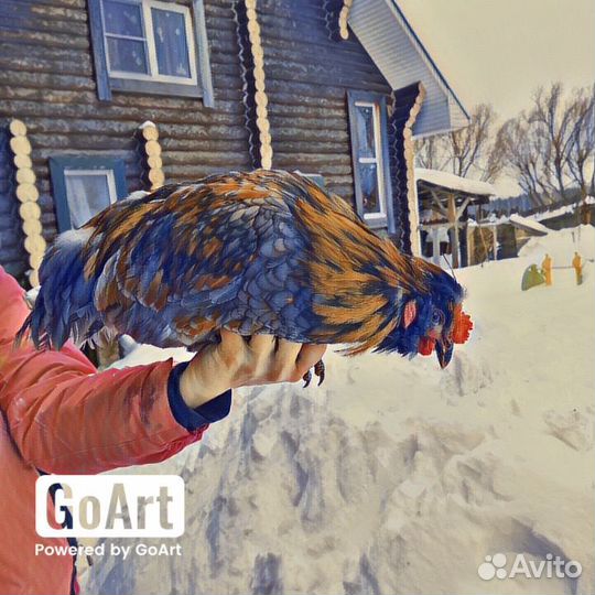 Живые петухи