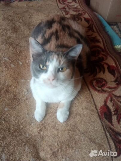 Кошка