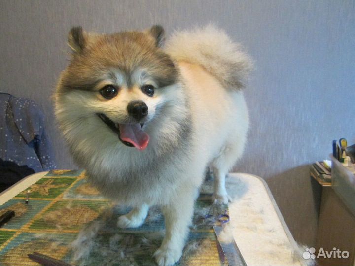 Стрижка, груминг собак Брянск (йорк, пекинес, шпиц