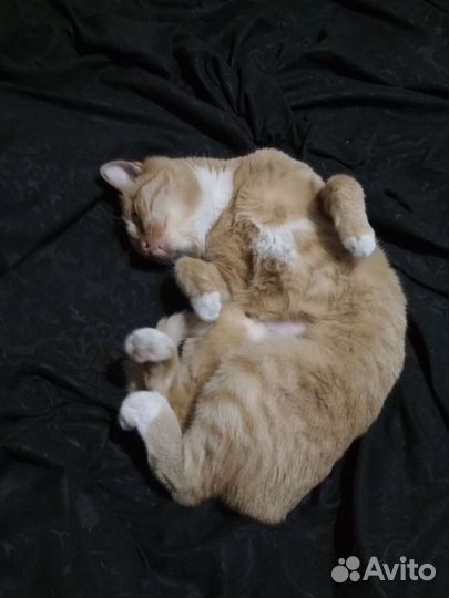 Кошка в дар бесплатно