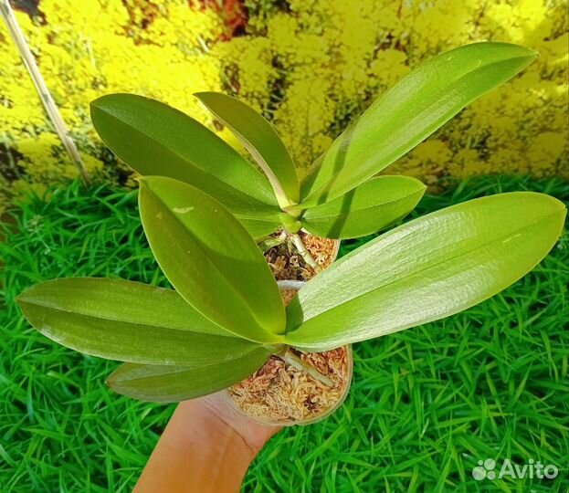 Орхидея фаленопсис