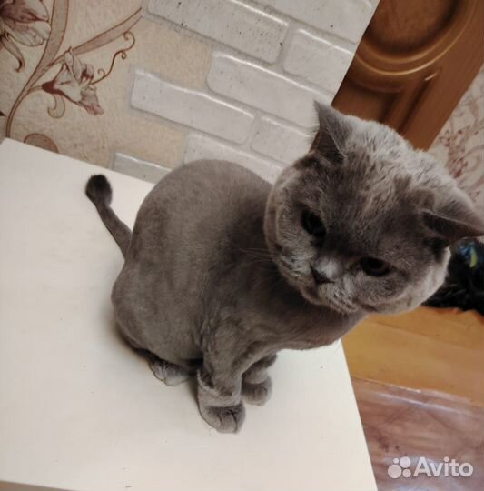 Британская кошка