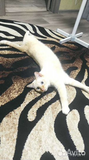 Передержка кошек