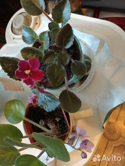 Продам цветы комнатные