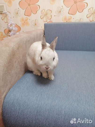 Декоративный кролик на вязку