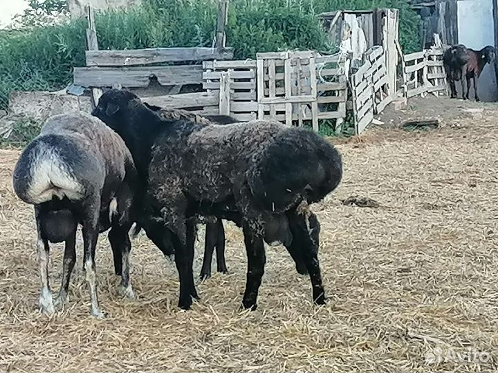 Курдючные Ярки, Баранчики. Гиссар Эдильбай