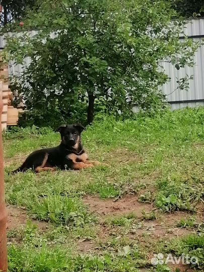 Щенки немецкой овчарки