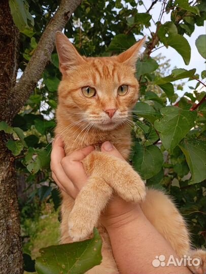 Кот в добрые руки