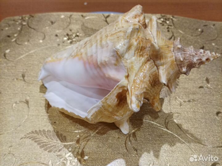 Ракушка морская. Размер 20*14