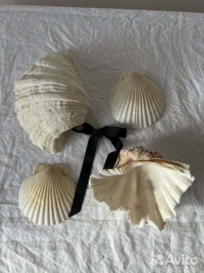 Ракушки для декора морские