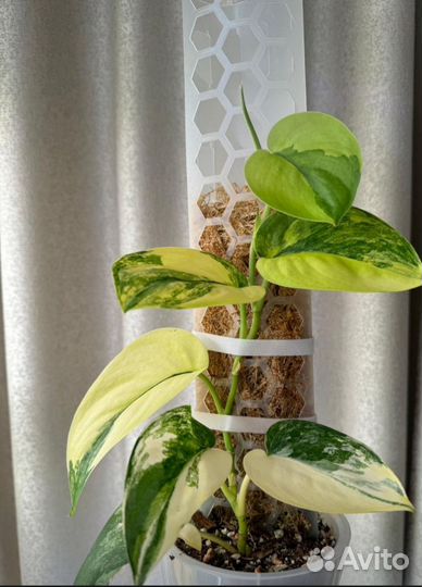 Тотем для растений