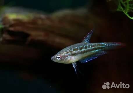 Гурами карлик пигмей