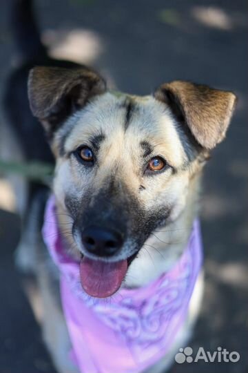 Молодая Собака Валя грустит в клетке приюта