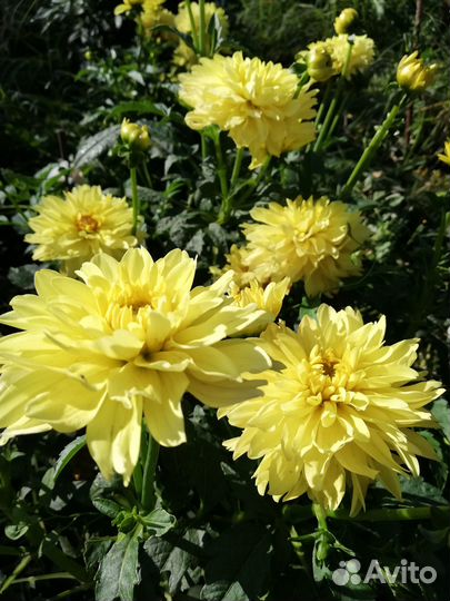 Георгины низкорослые