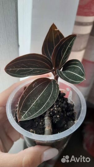 Орхидея Лудизия