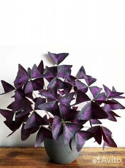 Кислица (оксалис)